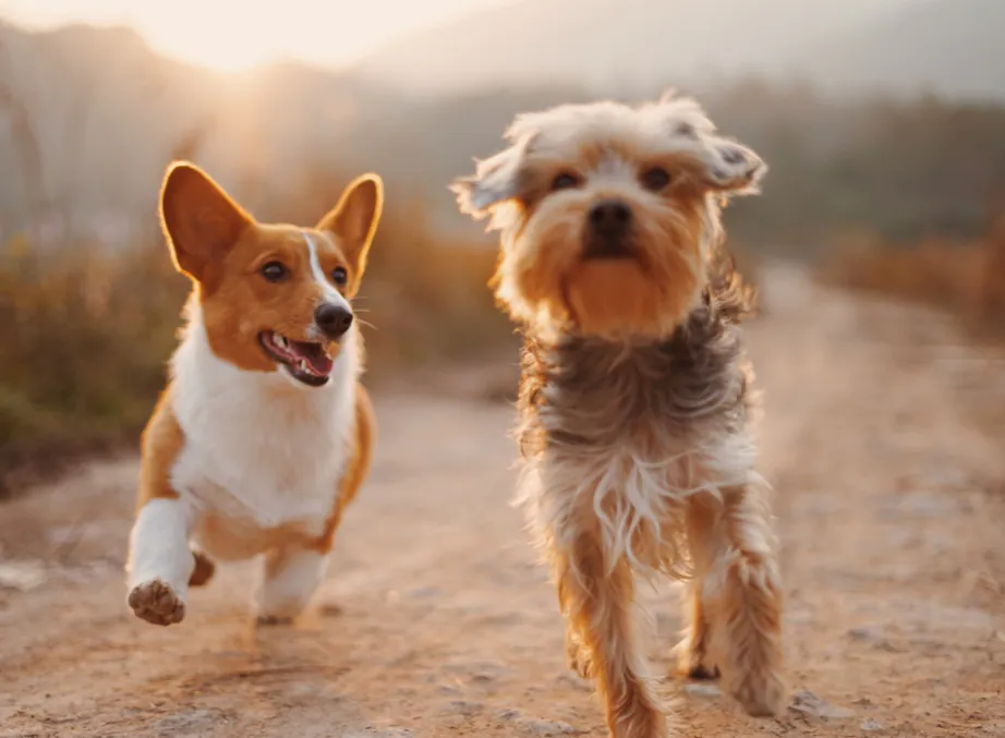 New Product and Packaging Evaluation for Pets